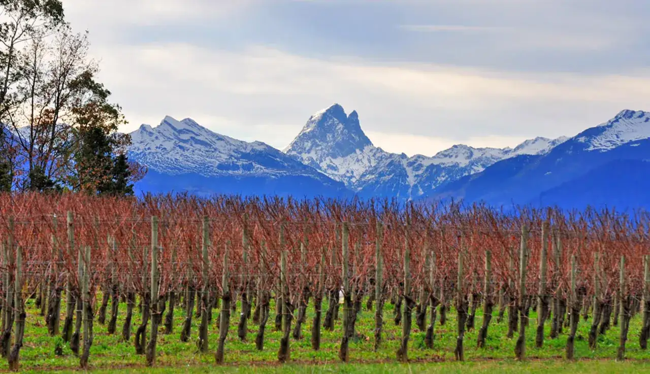 Vignes endormies au domaine Lajibe, sous le regard majestueux des montagnes enneigées.