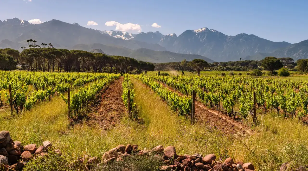 Vignes verdoyantes sous un ciel bleu, avec des montagnes enneig&eacute;es en arri&egrave;re-plan. Un paysage typique d'un c&eacute;page corse rouge.