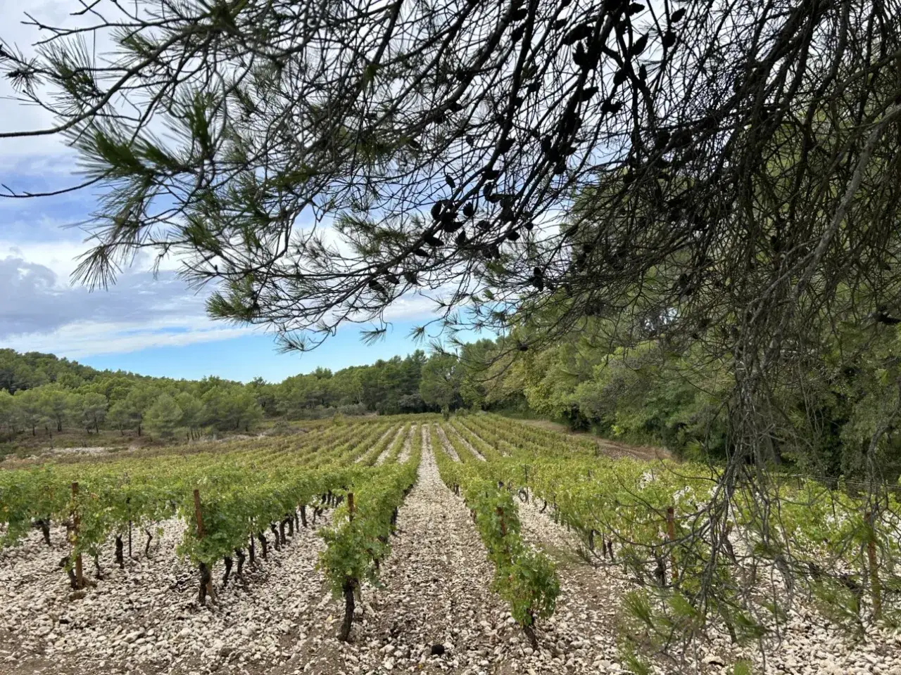 Vignes alignées sur le domaine de Trévallon, sous un ciel nuageux, bordées par une forêt de pins et de chênes.