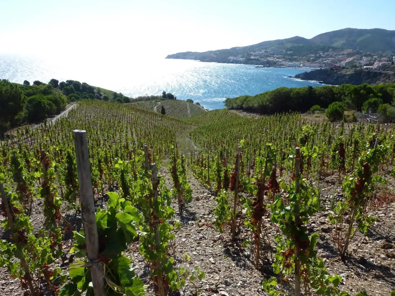 Vignes en terrasse sur le domaine de la rectorie, surplombant la mer bleue et un village c&ocirc;tier.