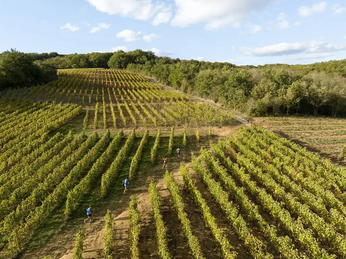 Coureurs traversant les vignobles du domaine Bott sous un ciel bleu.