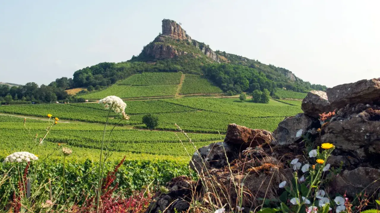 Paysage de vignobles verdoyants en terrasses, domin&eacute; par un pic rocheux. Au premier plan, des fleurs sauvages et des pierres. Un d&eacute;cor typique de Guffens-Heynen.