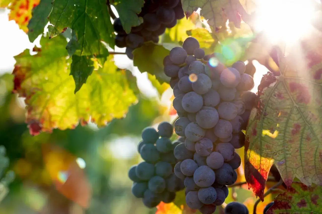 Grappes de c&eacute;page Gamay m&ucirc;res, baign&eacute;es par le soleil d'automne. Les feuilles vertes et rouges cr&eacute;ent un contraste saisissant.