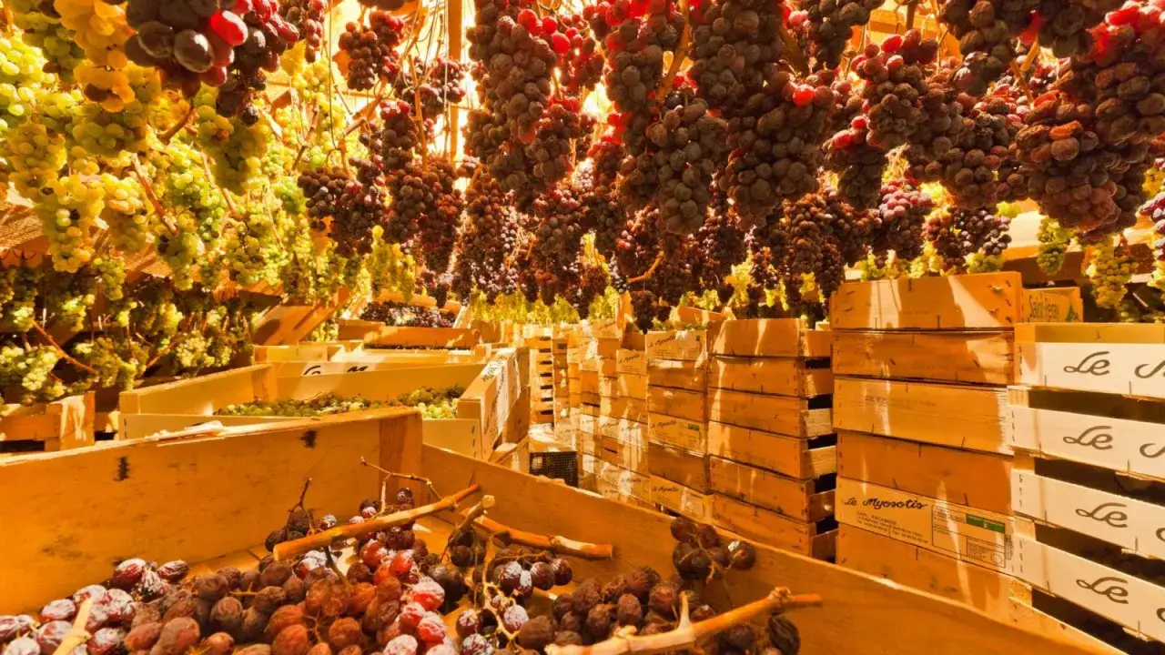 Grappes de raisins suspendues, prêtes pour le vin paillé. Des caisses en bois remplies de fruits attendent la transformation.