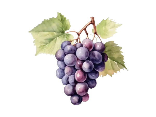 Une grappe de raisins noirs et violets, avec des feuilles vertes. Ces raisins sont la base du pinot noir, un vin rouge apprécié.